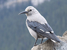 Clark's nutcracker is a mountain bird that lives around the tree line