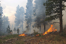 Fire burning in a ponderosa pine forest.