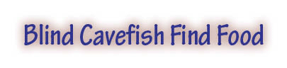 The title of this article is BLIND CAVEFISH FIND FOOD.