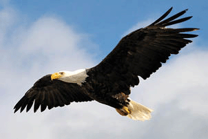 An American bald eagle soaring above a cliff in Dutch Harbor, Alaska