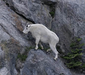 A leaf slug or leaf sheep