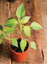 Pepper seedlings growing in a pot.