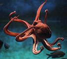 Common octopus