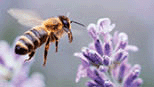 Honey bee pollinating lavender flowers
