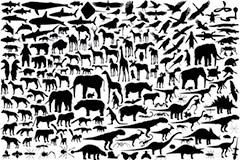 Pepper seedlings growing in a pot.