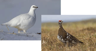 A leaf slug or leaf sheep