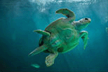 Loggerhead sea turtle (Caretta caretta)