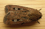 Agrotis infusa