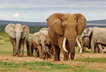 An elephant herd led by a Magnificent 'Tusker' bull.