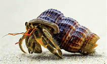 Hermit crabs use their shells for their habitats along the beach.