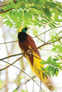 Bird of paradise in the jungle.