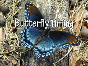 The title of this article is BUTTERFLY TIMING with a picture of a blue butterfly on oak tree root.