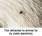 Tick attached to animal fur by static electicity.
