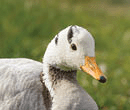 Bar headed goose