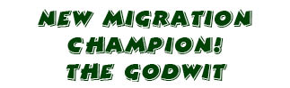 Article title--New Migration Champion: The Godwit