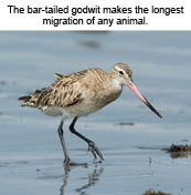 bar-tailed godwit