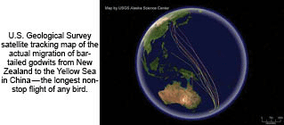 Migration route of bar-tailed gotwits