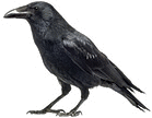 a crow