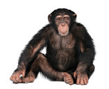 A sitting chimpanzee