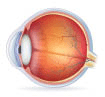 A cross section of an eye