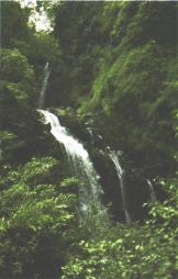 A waterfall in green lush surroundings