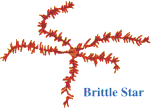 Brittle Star