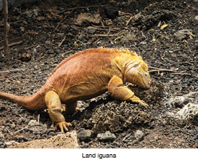 A land iguana