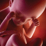 A human fetus at 24 weeks
