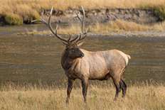 a bull elk in the fall