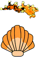 Shell and coral