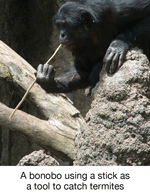 A bonobo using a stick as a tool to catch termites.