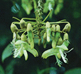 The flower of the Mucuna holtonii plant