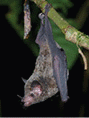 The nectar-drinking bat, Glossophaga commissarisi.