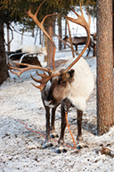 A reindeer with big antlers in Lapland of Finland.