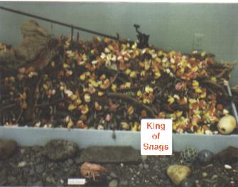 A log with hundreds of fishing lures attached