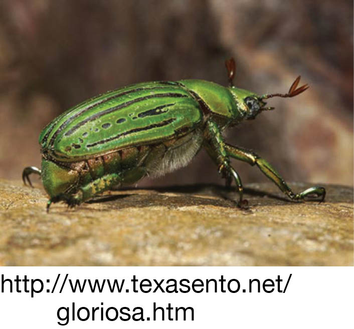 Jewel (scarab) beetle