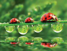 A parade of ladybugs on a grass bridge