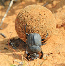 A dung beetle pushing a ball of dung.